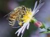 bee_flower_mixed_2