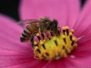 bee_flower_mixed_3