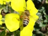 bee_flower_mixed_4