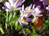 Honeybee on Crocus by Jeremy Carruthers 