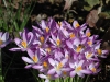 Honeybee on Crocus by Jeremy Carruthers 