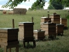 beginners_apiary