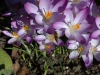 Honeybee on Crocus by Jeremy Carruthers