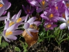 Honeybee on Crocus by Jeremy Carruthers