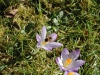 Honeybee on Crocus by Jeremy Carruthers