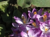 Honeybee on Crocus by Jeremy Carruthers