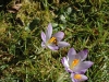 Honeybee on Crocus by Jeremy Carruthers