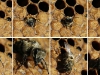 Birth of black bee (Apis mellifera mellifera)