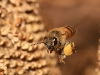 European honey bee carrying pollen back to hive.