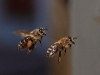 Flying Western honey bees.