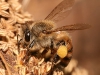 European honey bee carrying pollen back to hive