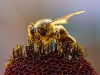 A forager collecting pollen