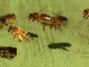 Foragers coming in loaded with pollen on the hive landing board