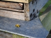 Vale & Downland bees bringing in pollen