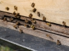 Vale & Downland bees bringing in pollen