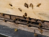 Vale & Downland bees bringing in pollen