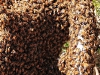 A bee swarm on a fallen tree