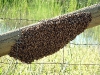 A swarm of Apis mellifera (European honey bees).