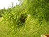 Bee swarm of Apis mellifera