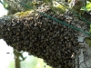 A cast swarm landed on a pear tree taken by Jeremy Carruthers