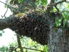 A cast swarm landed on a pear tree taken by Jeremy Carruthers