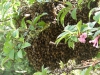 A swarm of bees taken by Denise Hall