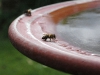 Bee drinking from birdbath by Jeremy Carruthers