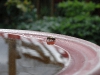 Bee drinking from birdbath by Jeremy Carruthers