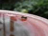 Bee drinking from birdbath by Jeremy Carruthers