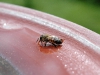 Bee drinking from birdbath by Jeremy Carruthers