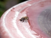 Bee drinking from birdbath by Jeremy Carruthers