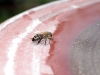 Bee drinking from birdbath by Jeremy Carruthers