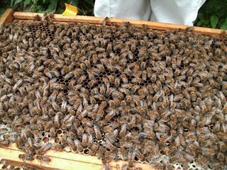 Frame covered in bees