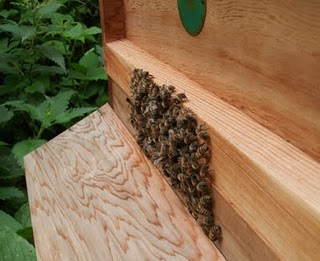Bearding Bees