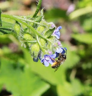Bee on the forget-me-nots 