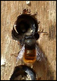 A solitary bee