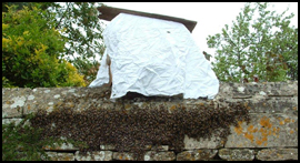 A swarm of honey-bees May 2013 - photo John Eustace