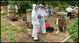 Our TeachingApiary